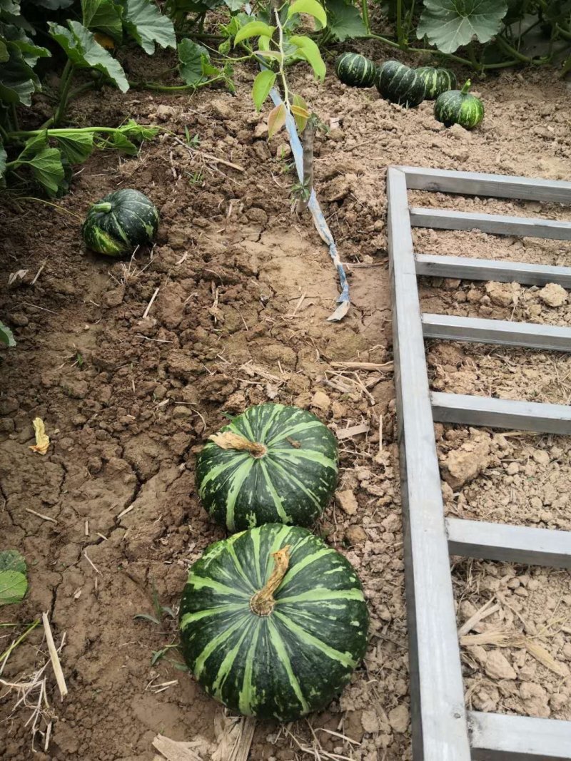 华卅区一品香板粟南瓜上市欢迎各地客商前来看货订购谢谢大家