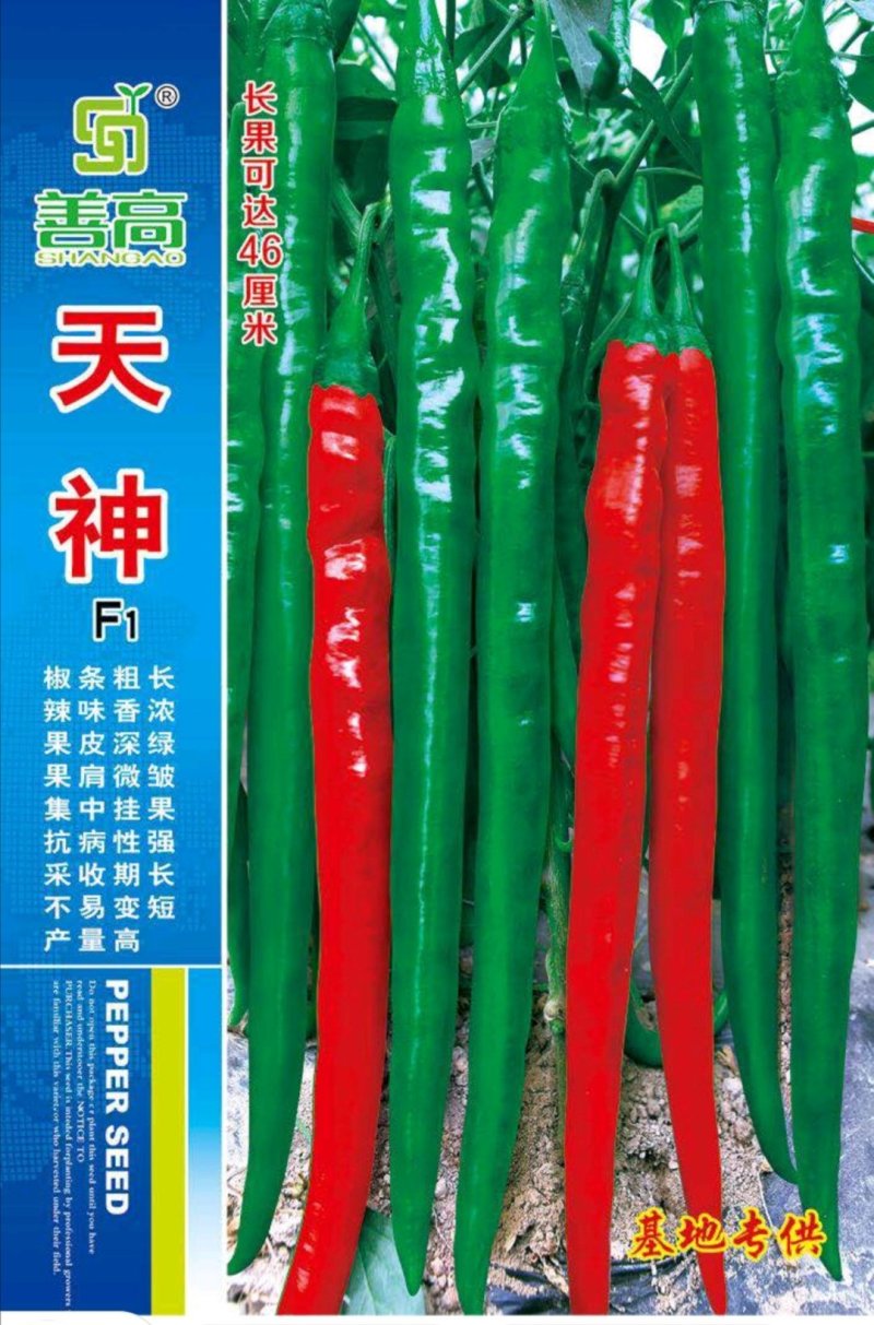 【天神】一代杂交辣椒种子深绿皮粗长线椒种子高产抗病强辣味