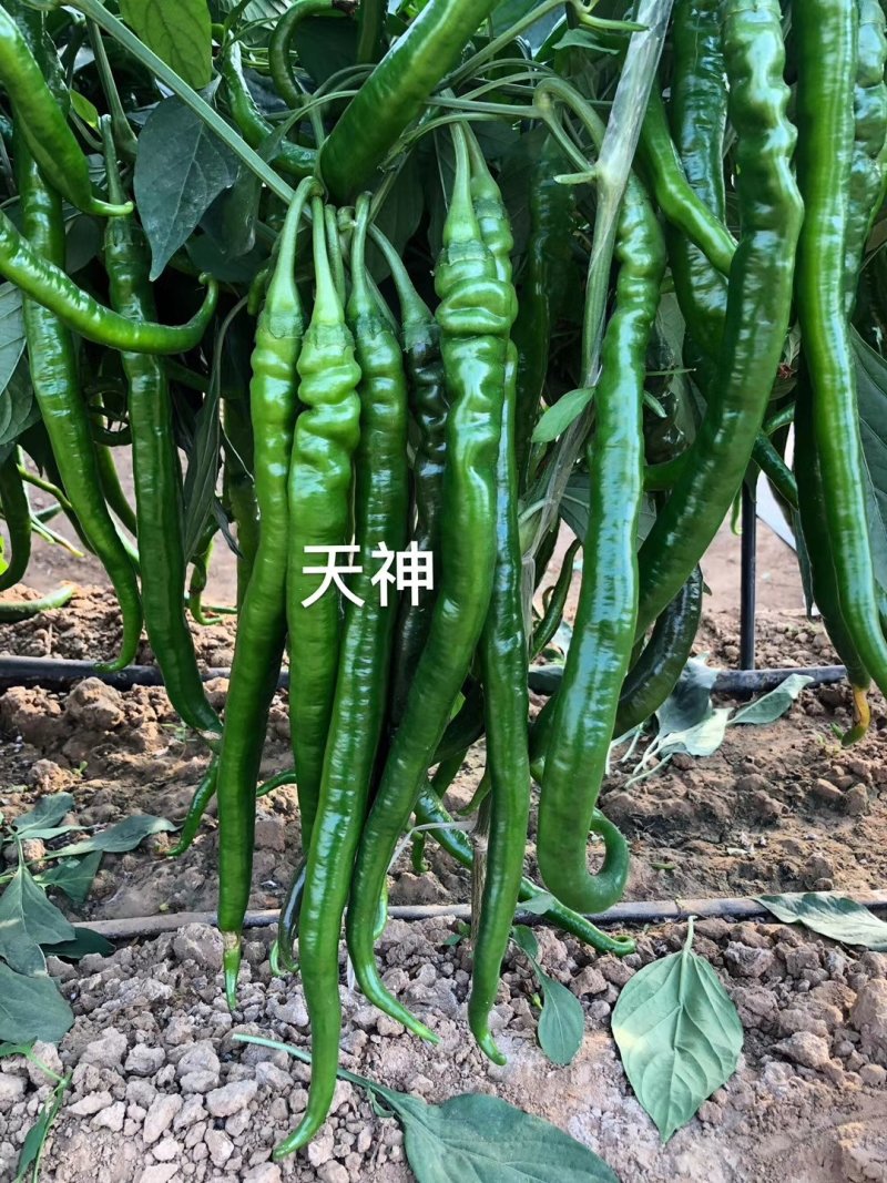 【天神】一代杂交辣椒种子深绿皮粗长线椒种子高产抗病强辣味