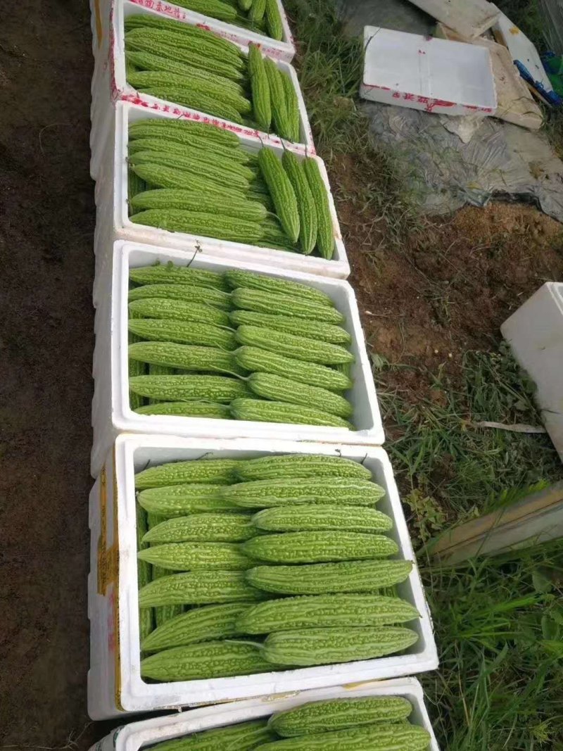 优质进口特高产直根苦瓜苗嫁接苦瓜苗