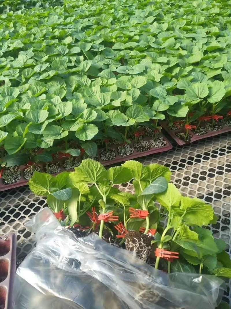 优质进口特高产直根苦瓜苗嫁接苦瓜苗