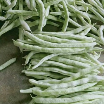 精品豆角，大量上市，货源多多，长15_20，