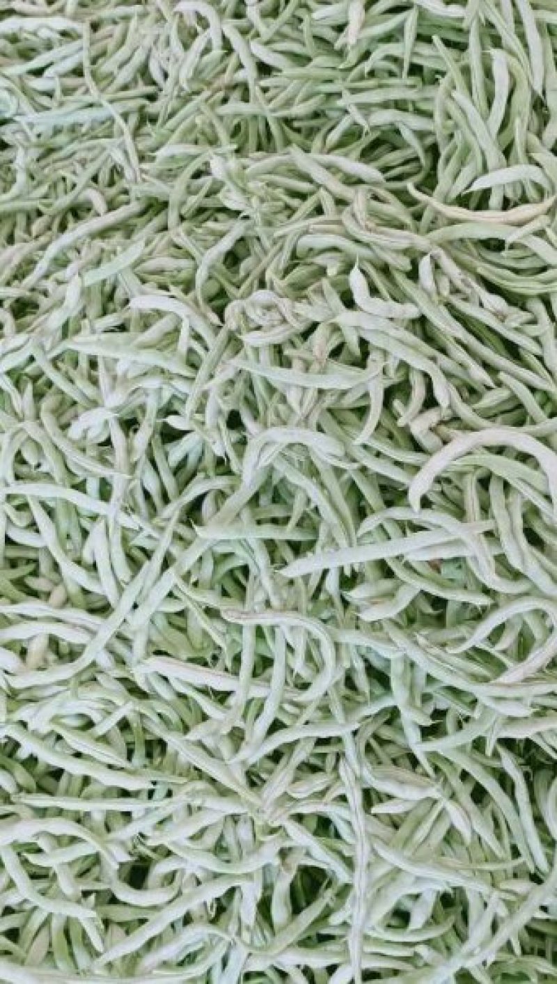 精品豆角，大量上市，货源多多，长15_20，