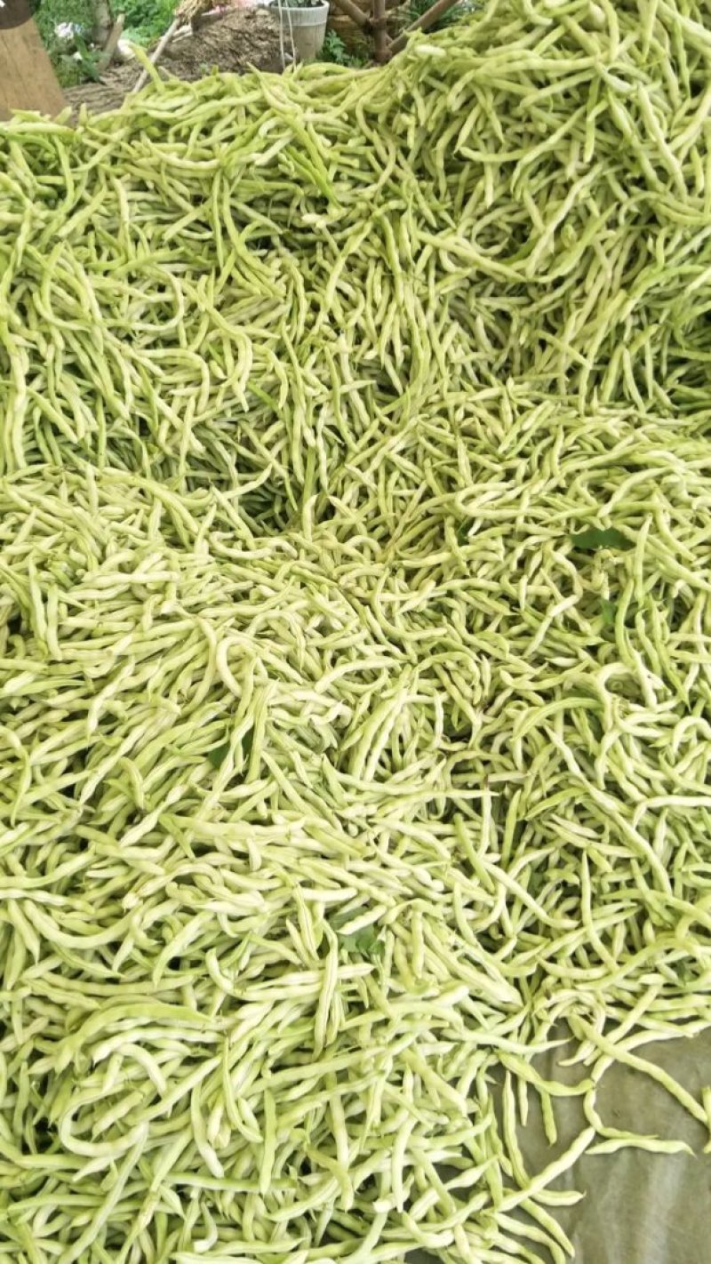 精品豆角，大量上市，货源多多，长15_20，