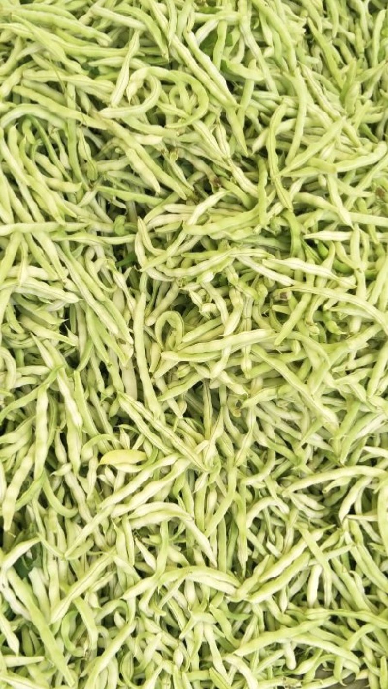 精品豆角，大量上市，货源多多，长15_20，