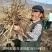 甘肃岷县原产地当归头片、全归片、当归股片，现货供应