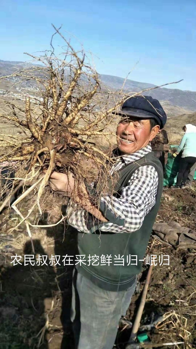 甘肃岷县原产地当归头片、全归片、当归股片，现货供应