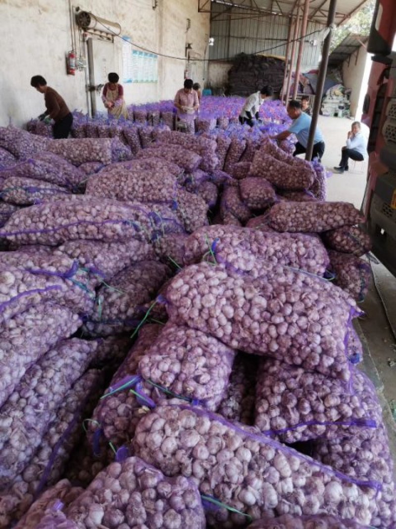 河南大蒜，紫皮蒜，货量充足，欢迎采购，全国代发，质量保证