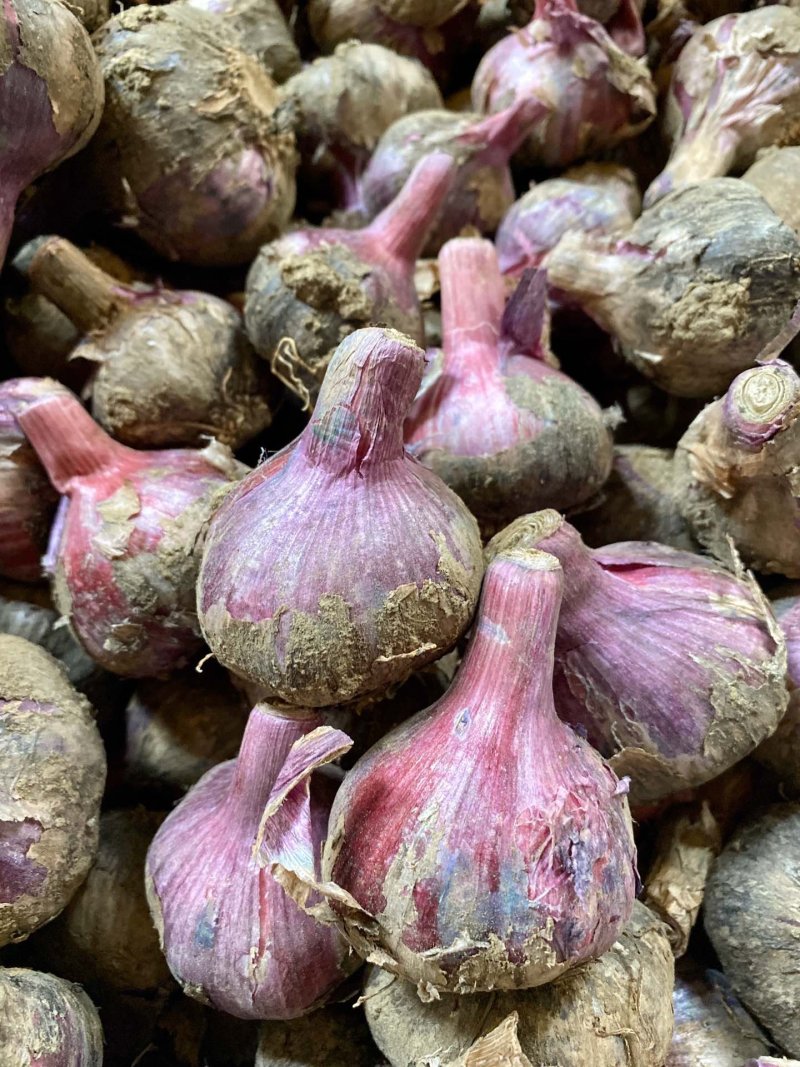 江苏徐州大蒜，干净