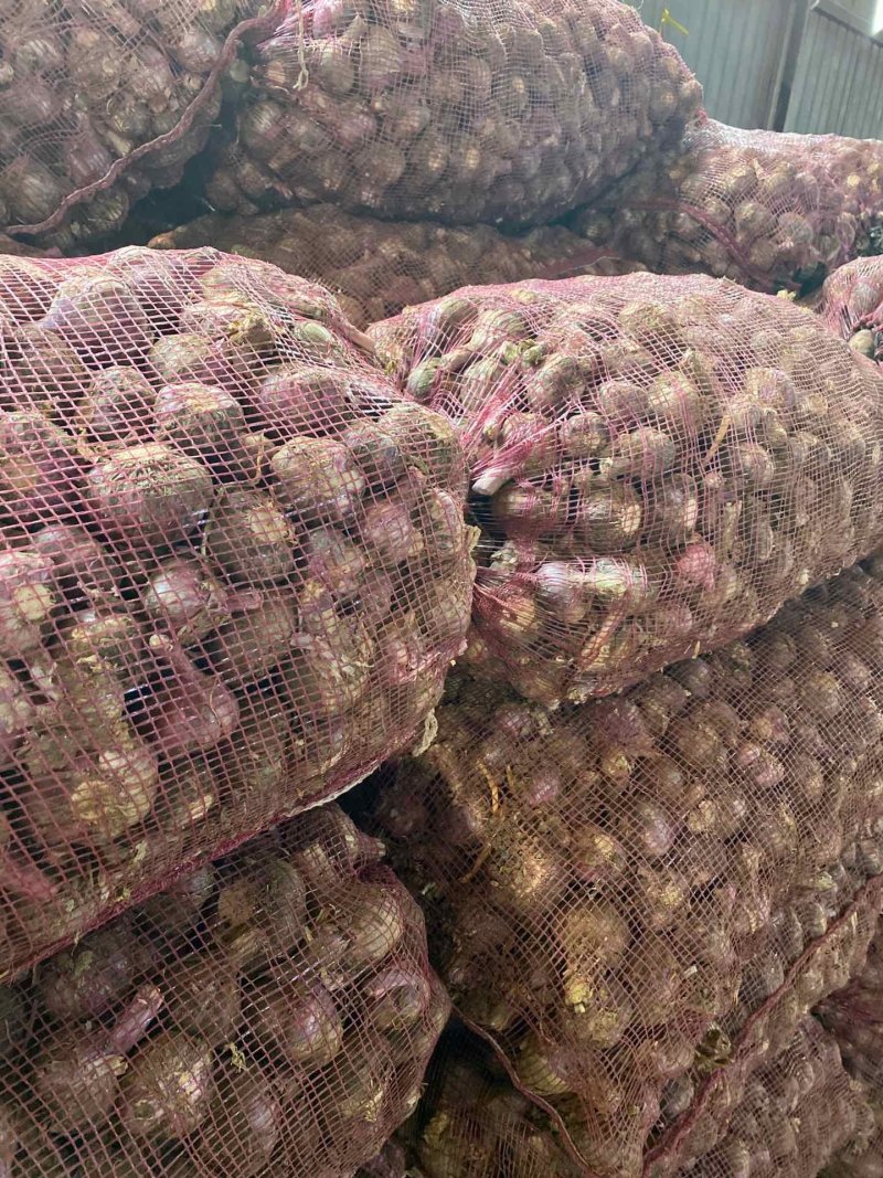 江苏徐州大蒜，干净