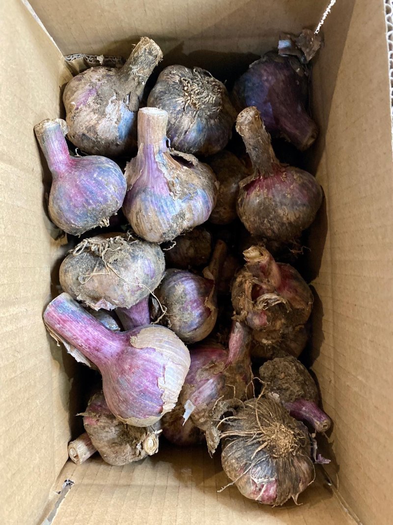 江苏徐州大蒜，干净