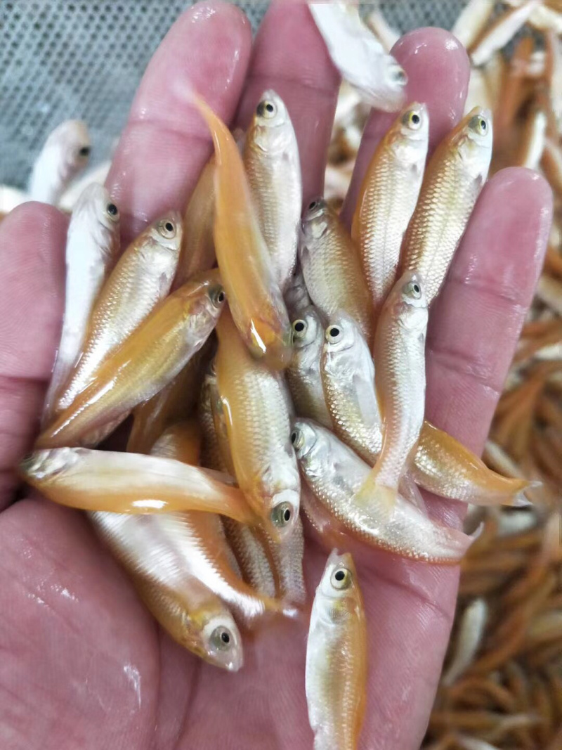 俄罗斯金草鱼，金丝鯇魚