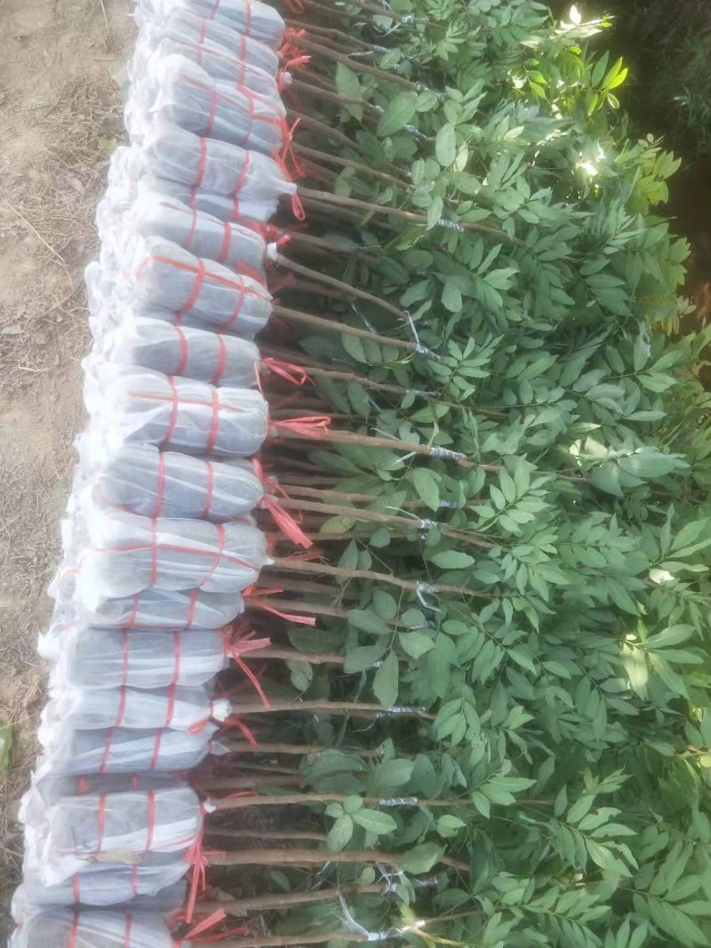 优质龙眼树苗石硖，储良，四季基地直发诚信经营放心苗