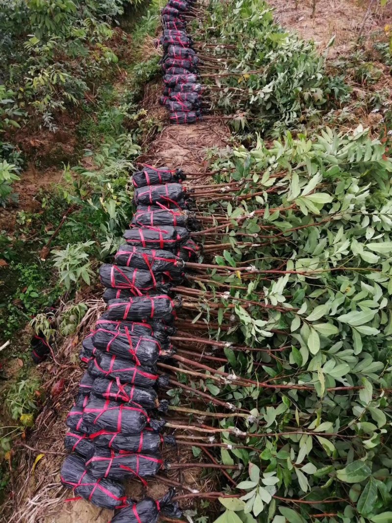 优质龙眼树苗石硖，储良，四季基地直发诚信经营放心苗