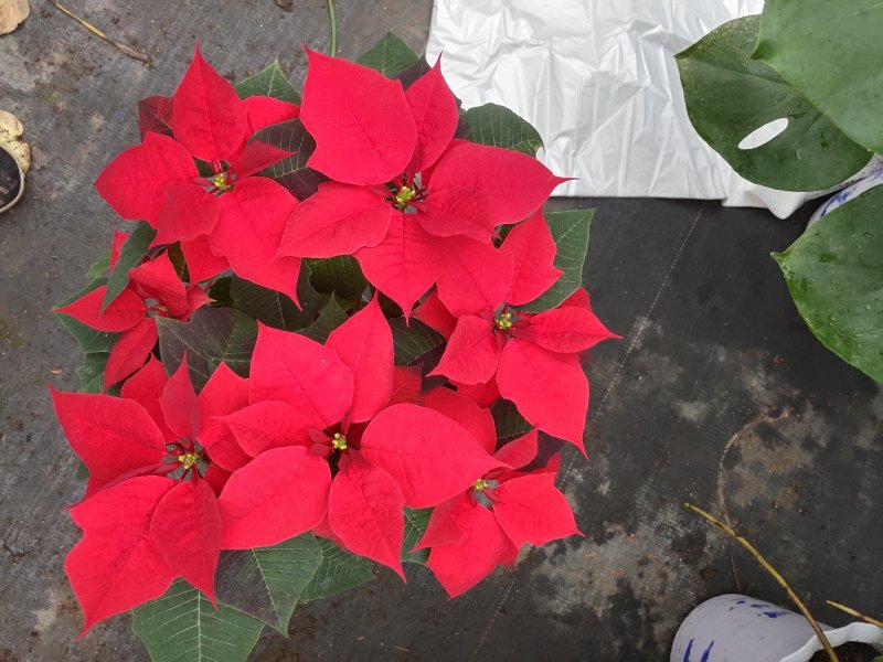 一品红，圣诞花，多年生木本植物，红叶持续时间长，