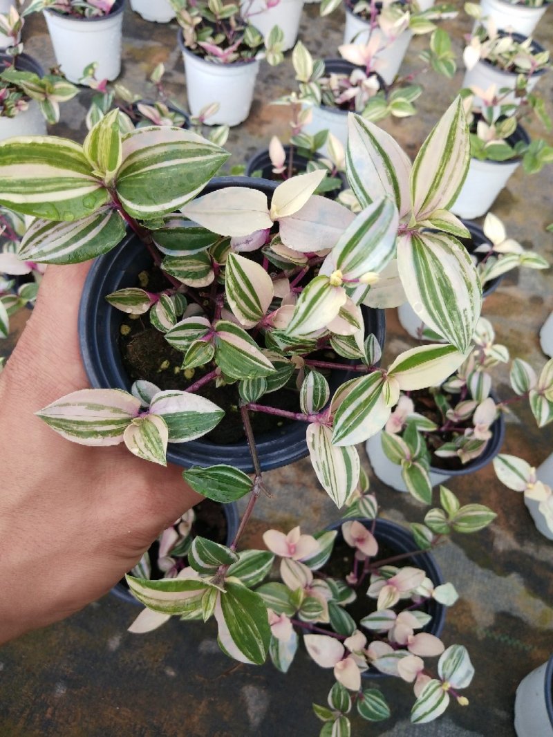 婚礼吊兰锦，基地自产一手货源，质量保障，信誉第一