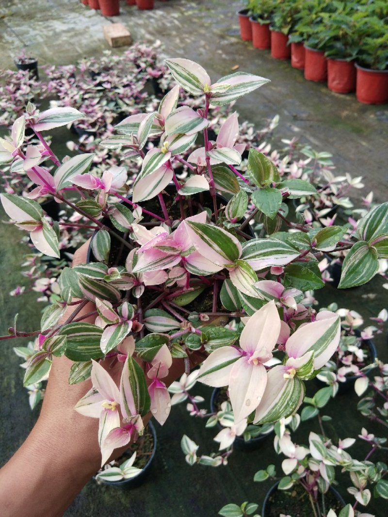 婚礼吊兰锦，基地自产一手货源，质量保障，信誉第一