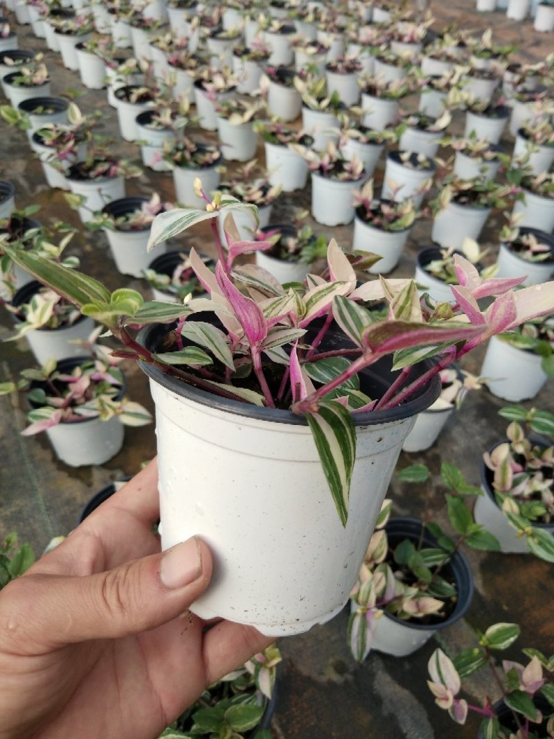 婚礼吊兰锦，基地自产一手货源，质量保障，信誉第一
