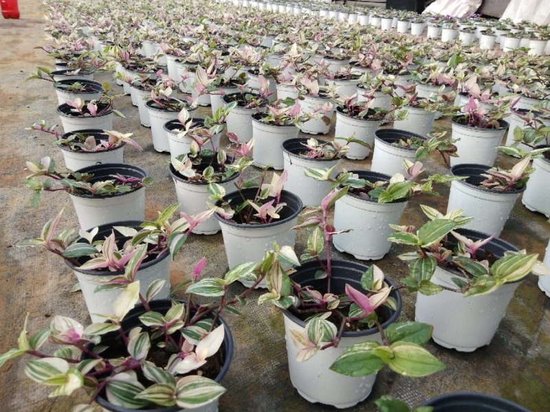 婚礼吊兰锦，基地自产一手货源，质量保障，信誉第一
