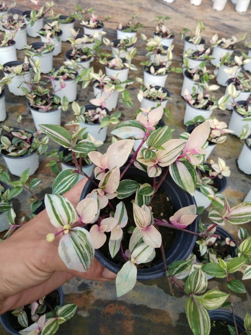 婚礼吊兰锦，基地自产一手货源，质量保障，信誉第一