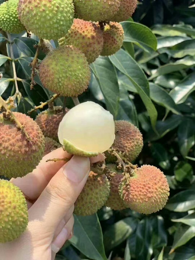 广西灵山妃子笑，欢迎各位老板前来收购，实力代办