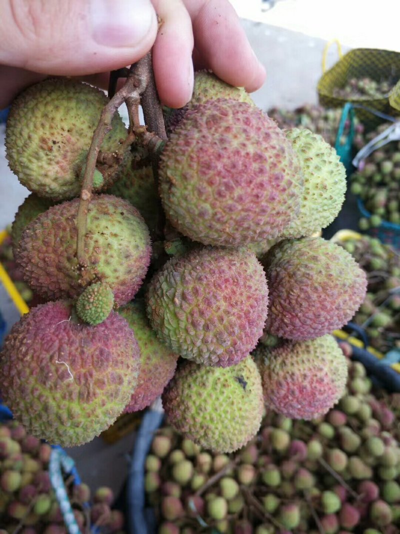 广西灵山妃子笑，欢迎各位老板前来收购，实力代办