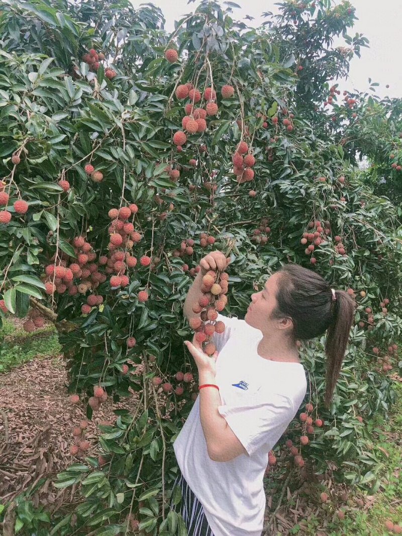 广西灵山妃子笑，欢迎各位老板前来收购，实力代办