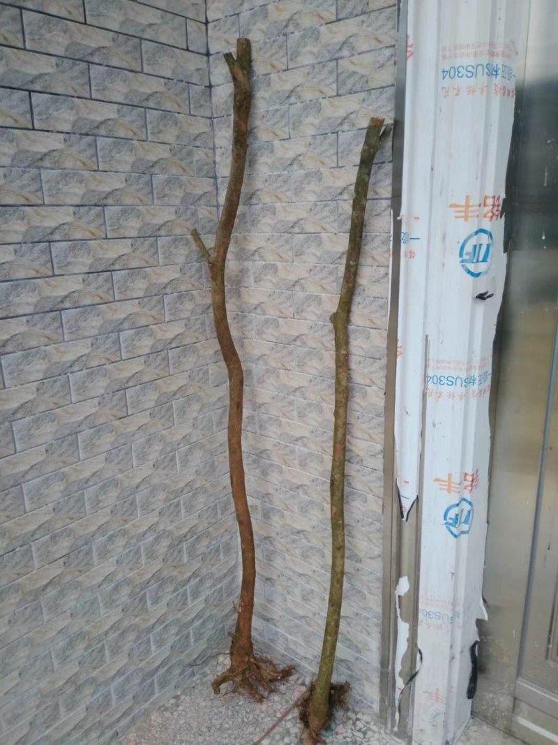 桃金娘木苗用于观赏用于酒晒干