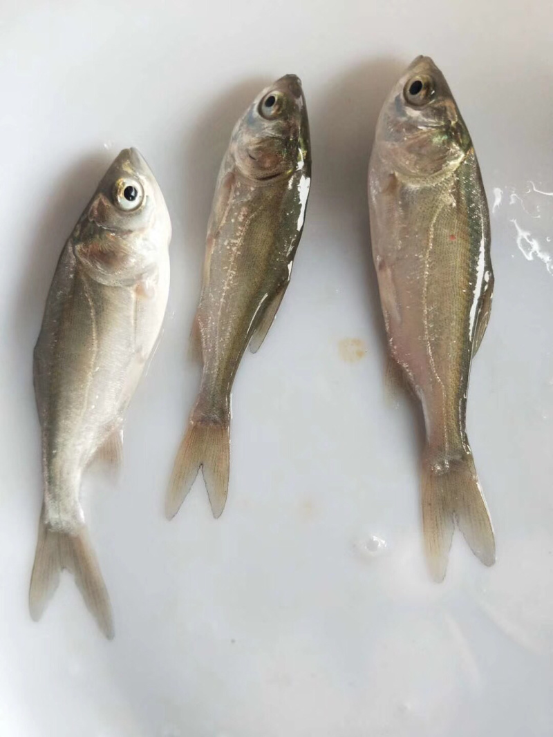 白鲢鱼苗（白扁苗）包邮