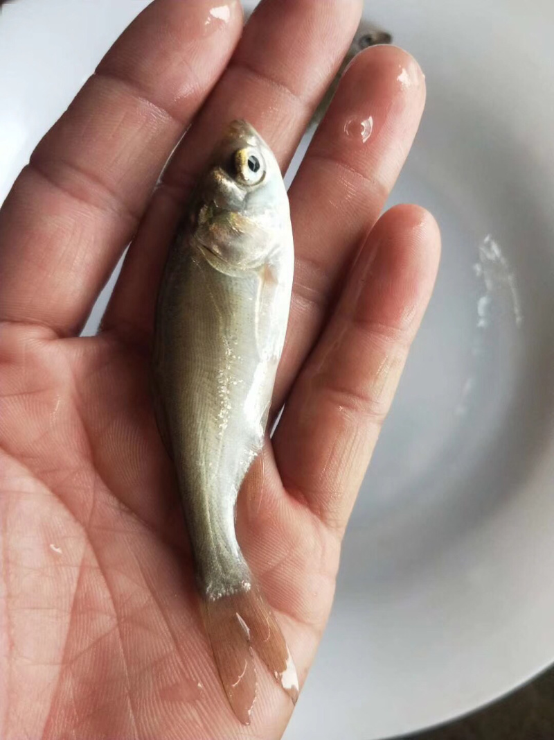 白鲢鱼苗（白扁苗）包邮