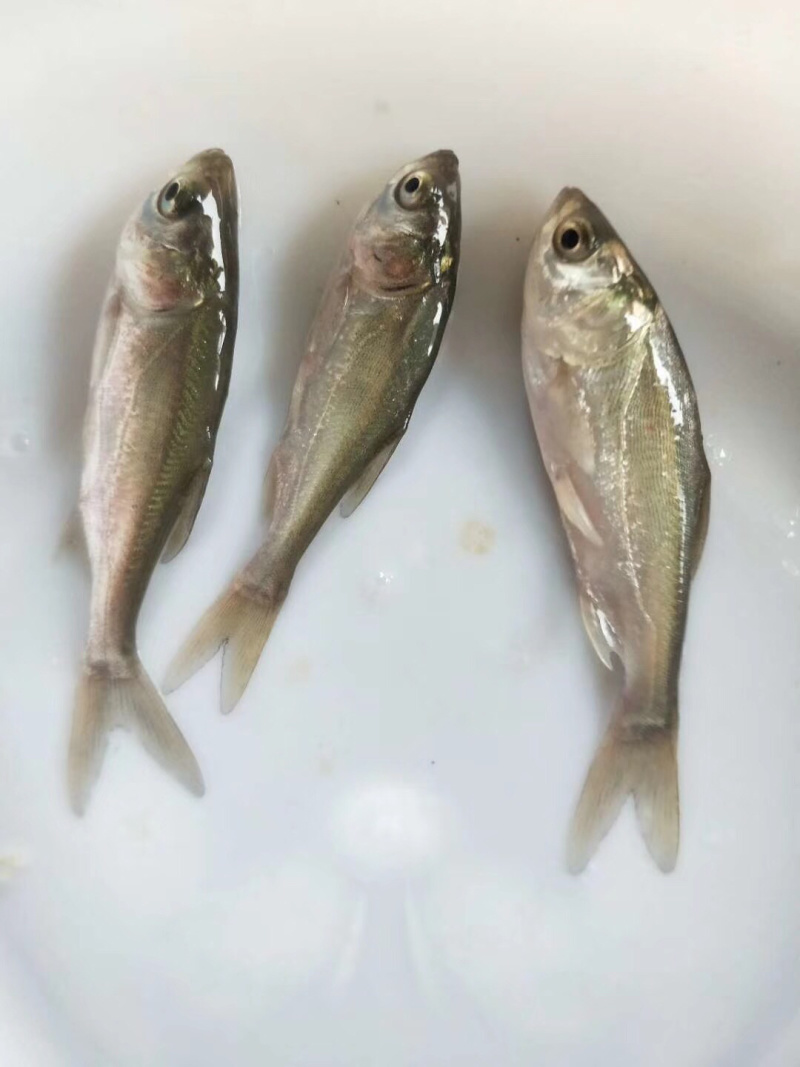 白鲢鱼苗（白扁苗）包邮
