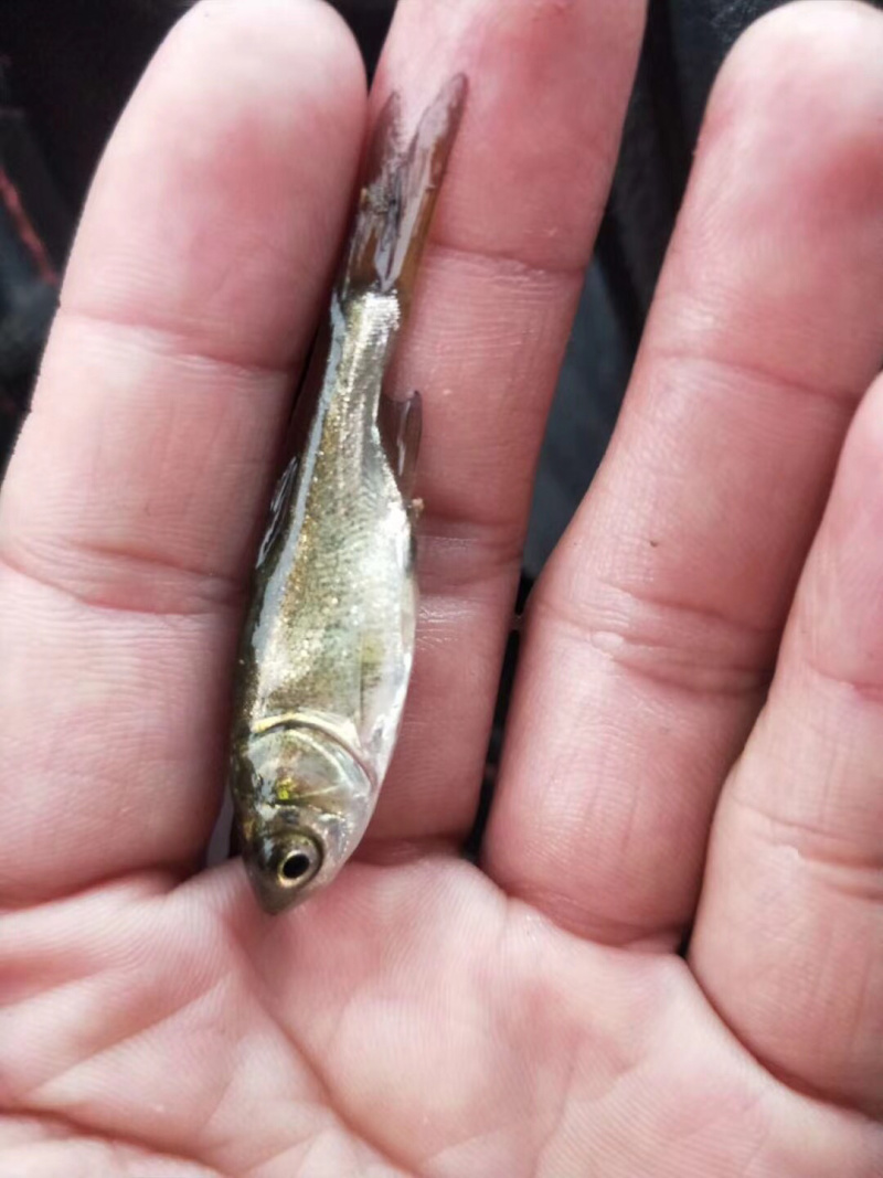 白鲢鱼苗（白扁苗）包邮