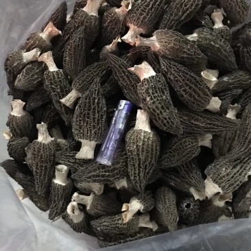 羊肚菌