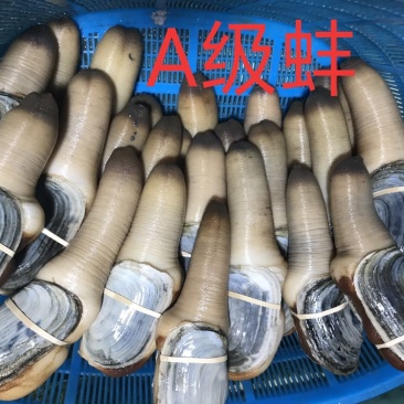 进口象拔蚌，刺身活体蚌，美国，加州，加拿大蚌现货批发