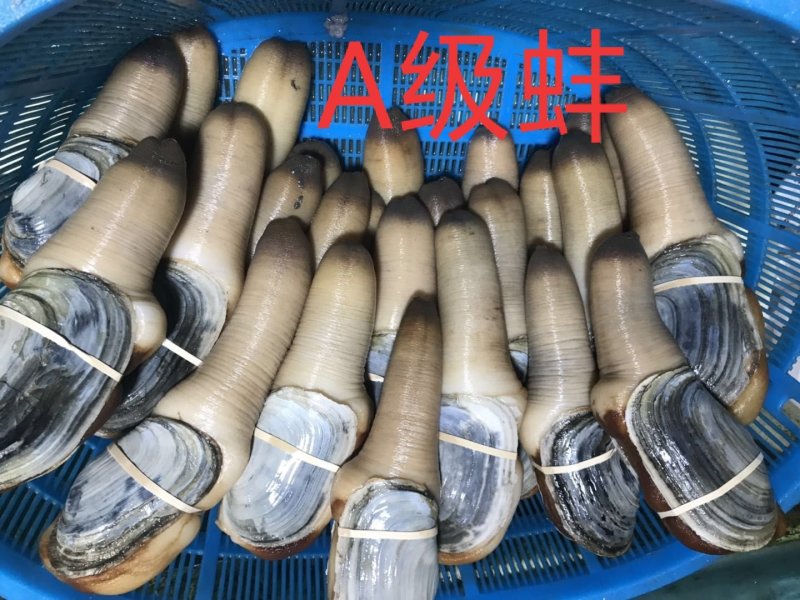 进口象拔蚌，刺身活体蚌，美国，加州，加拿大蚌现货批发