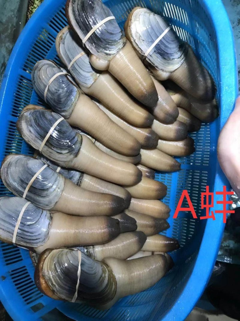 进口象拔蚌，刺身活体蚌，美国，加州，加拿大蚌现货批发