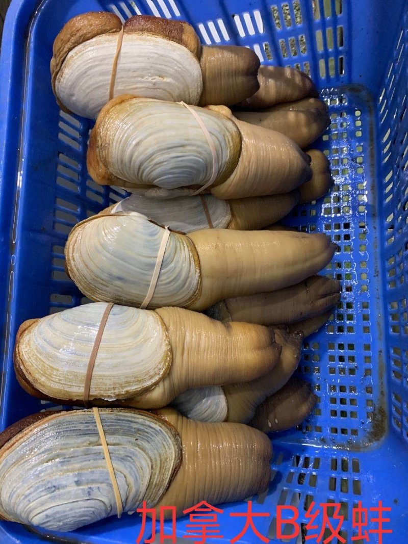 进口象拔蚌，刺身活体蚌，美国，加州，加拿大蚌现货批发