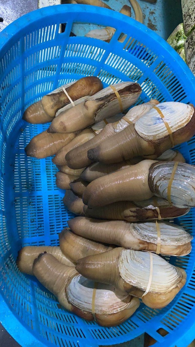 进口象拔蚌，刺身活体蚌，美国，加州，加拿大蚌现货批发