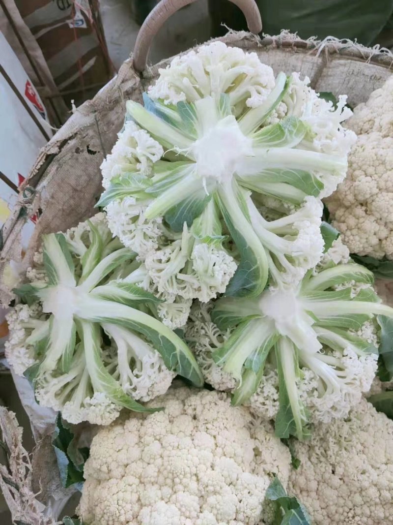 精品（兰州货)有机花大量有货，欢迎全国市场老板联系