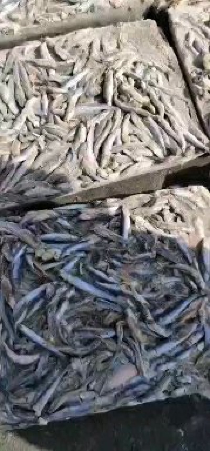饲料鱼鳀鱼出水烂老雁屎鱼饲料鱼提鱼喂螃蟹饲料