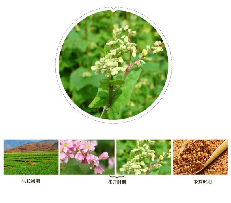 散装黑苦荞黄苦荞茶产地货源荞麦茶饭店酒店用500克