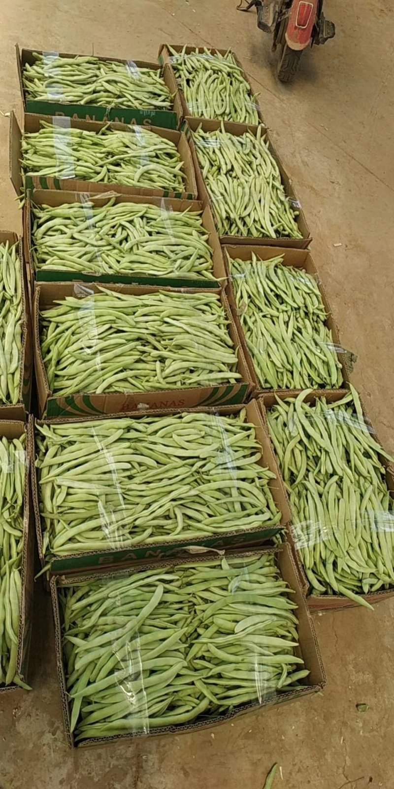 四季豆新野本地货，青豆和白不老，产地直供，货优价廉！