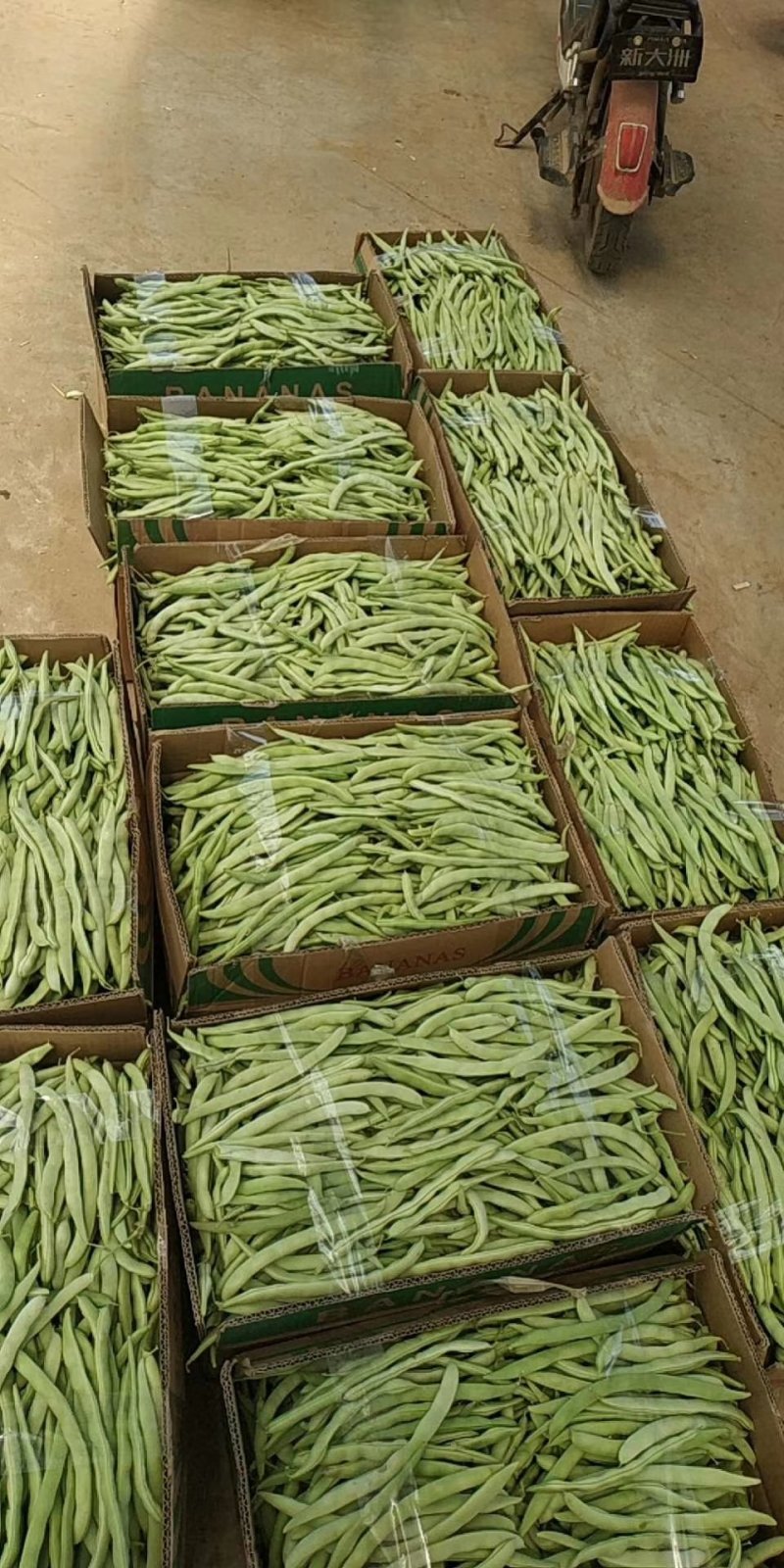 四季豆新野本地货，青豆和白不老，产地直供，货优价廉！
