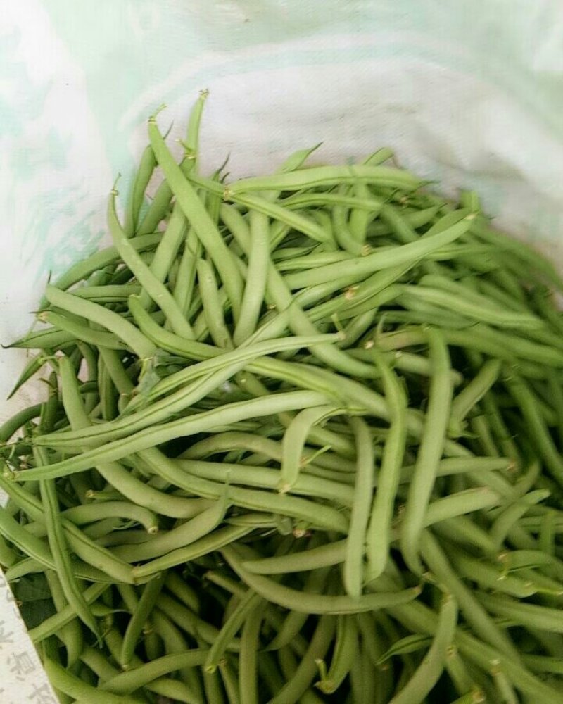 顺平县西魏村梓辉合作社欢迎你