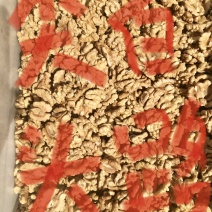 新疆新丰核桃仁，核桃果，健康食品，可视频看货产地直发的