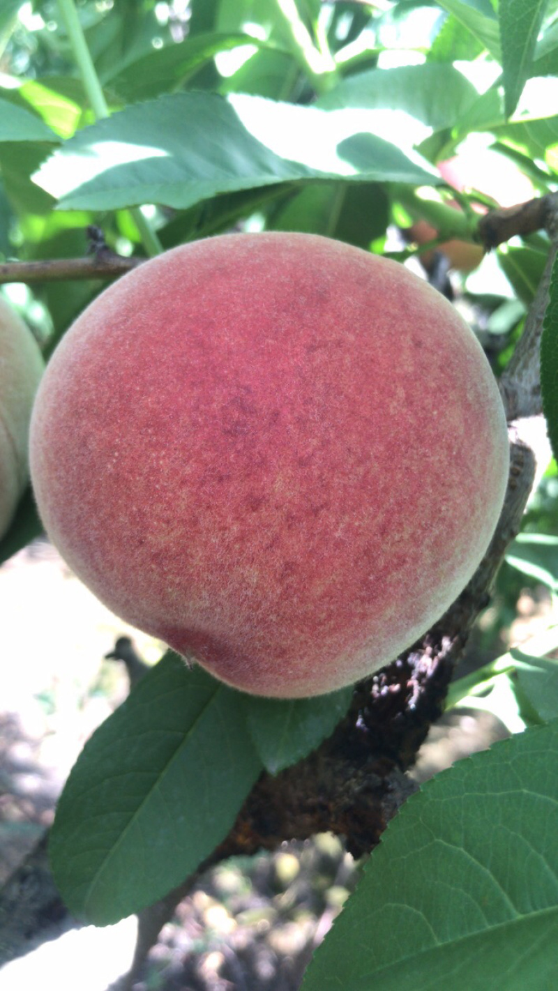 突围桃子大量65起步，口感脆甜，日发10万斤
