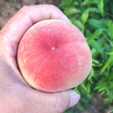 突围桃子大量65起步，口感脆甜，日发10万斤
