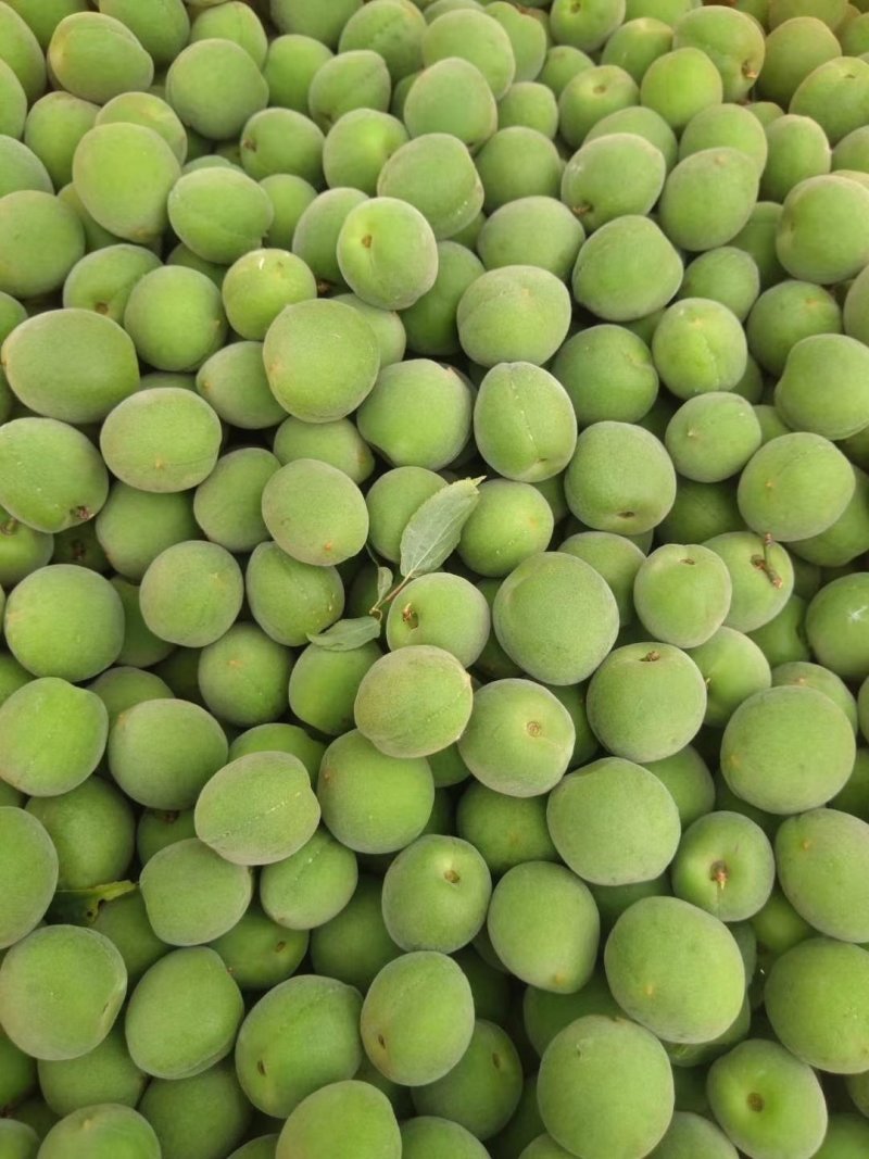 青梅