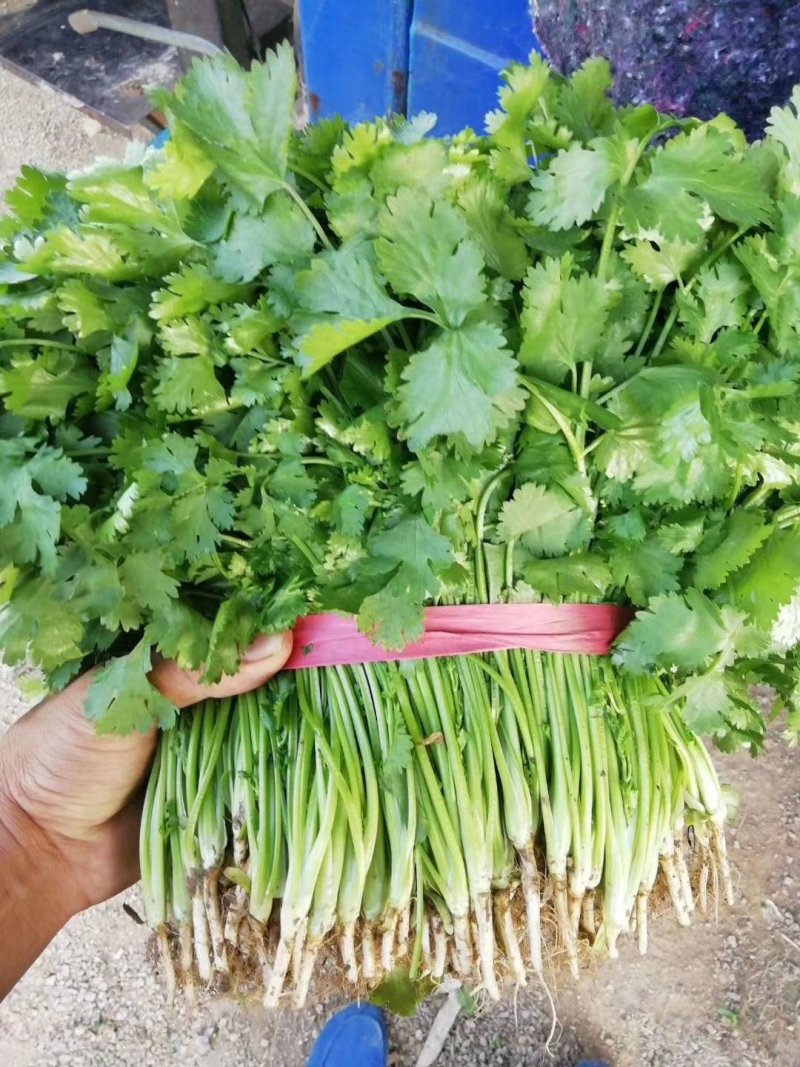 辽宁锦州精品大叶香菜，杆绿叶片黑亮，基地直供，价格便宜