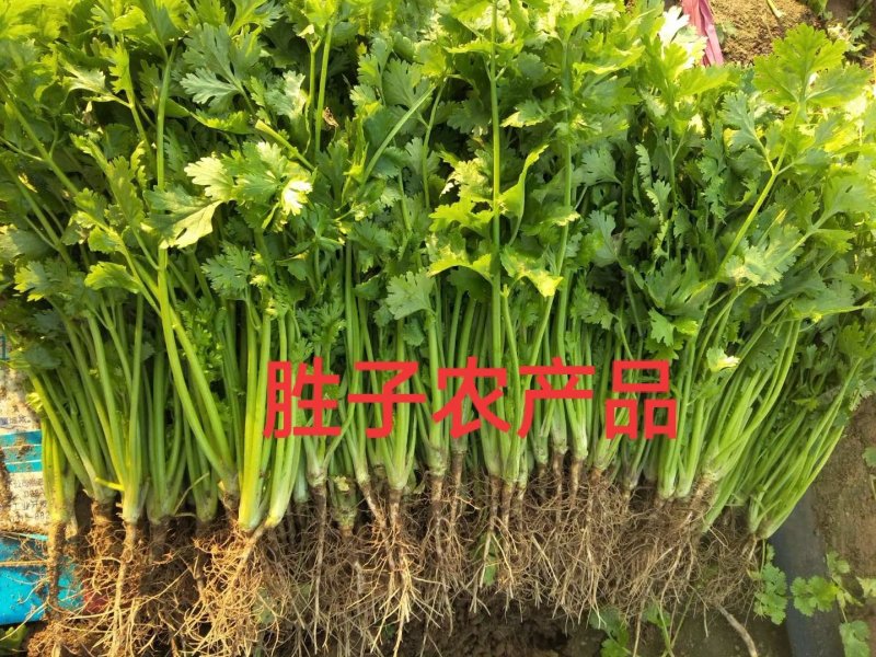 辽宁锦州精品大叶香菜，杆绿叶片黑亮，基地直供，价格便宜